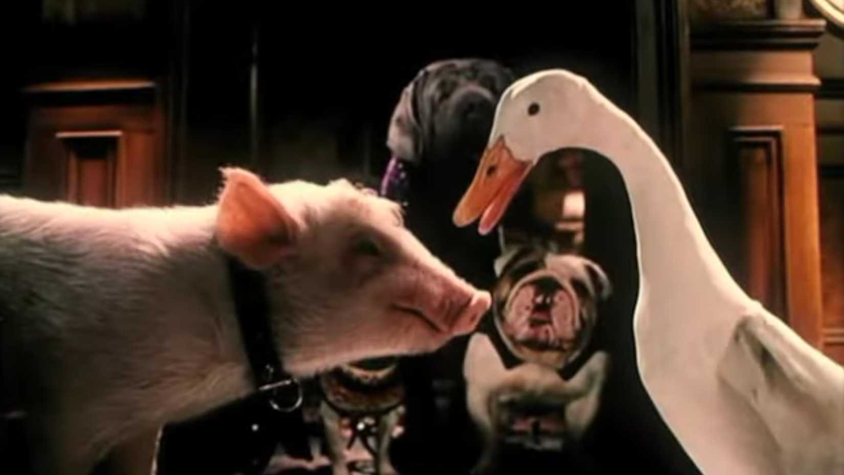 Babe conversando com um pato em Babe: O Porquinho Atrapalhado na Cidade
