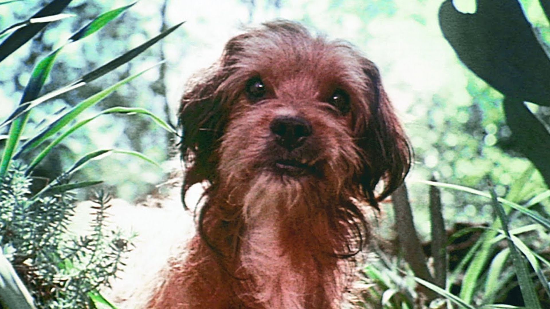 Benji, o cão protagonista do filme de 1974