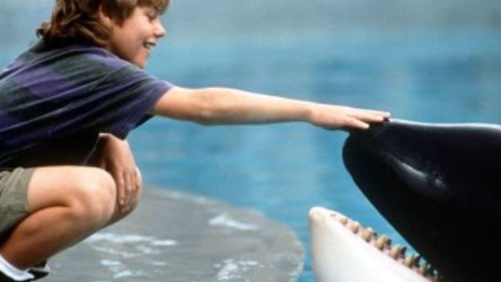 Jesse colocando a mão no focinho da orca Willy em Free Willy