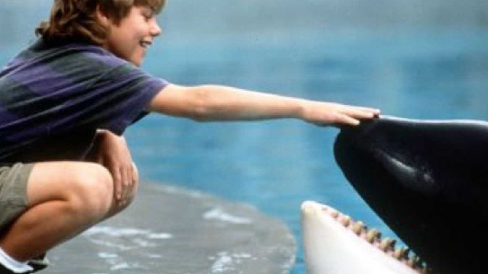 jesse putting his hand on willy the orca s nose in free willy