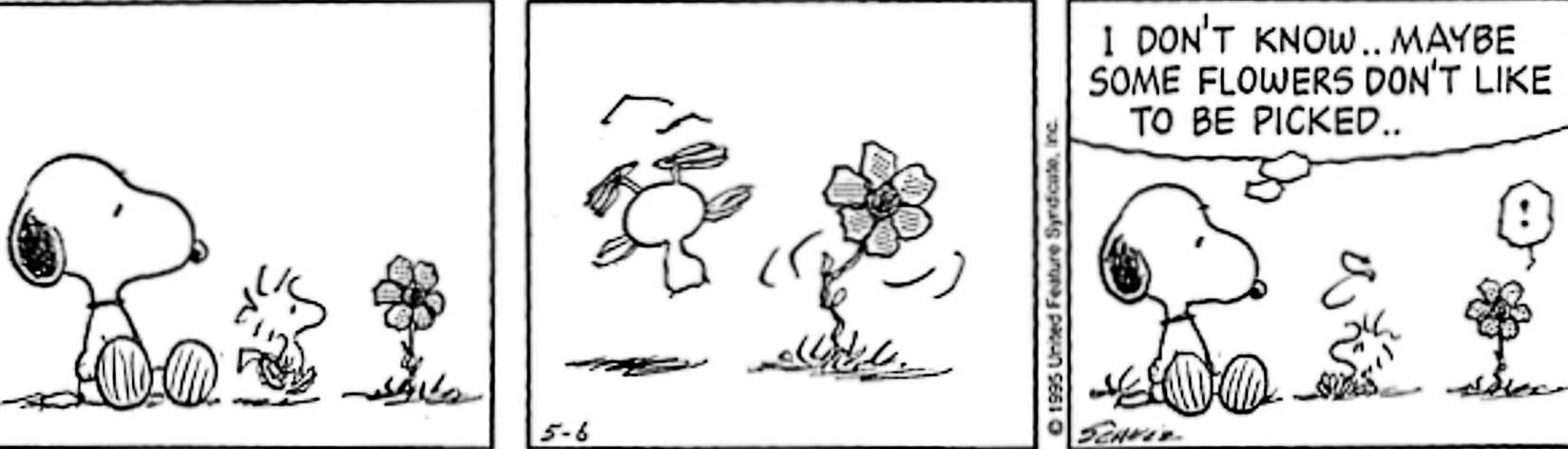Peanuts, Snoopy says some flowers don't like to be picked