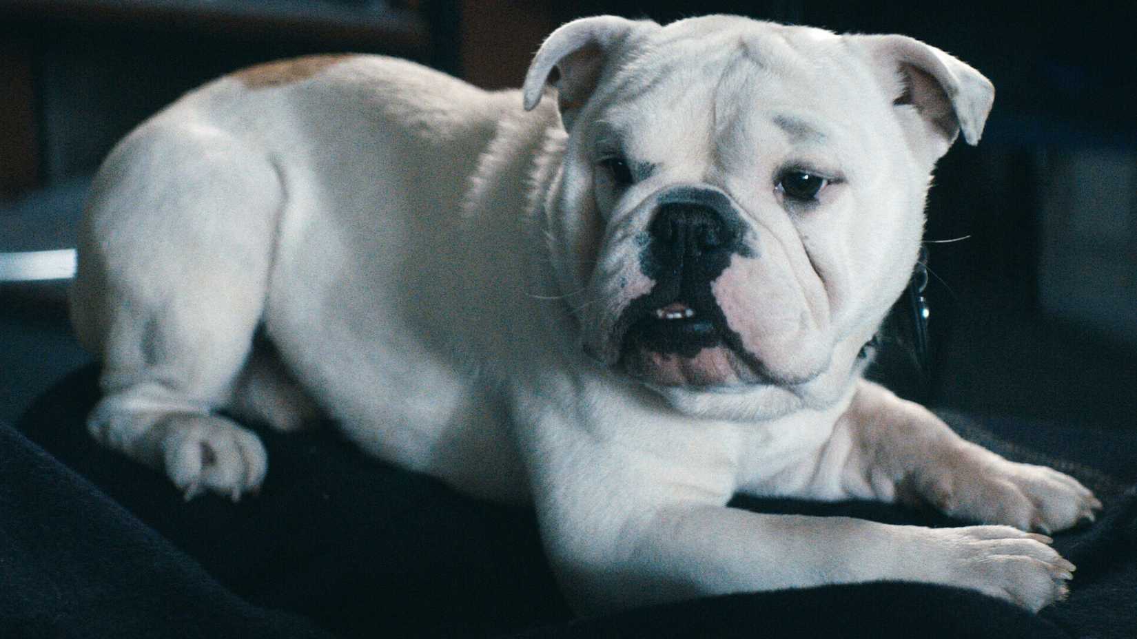 terror the dog sitting down in the boys season 5