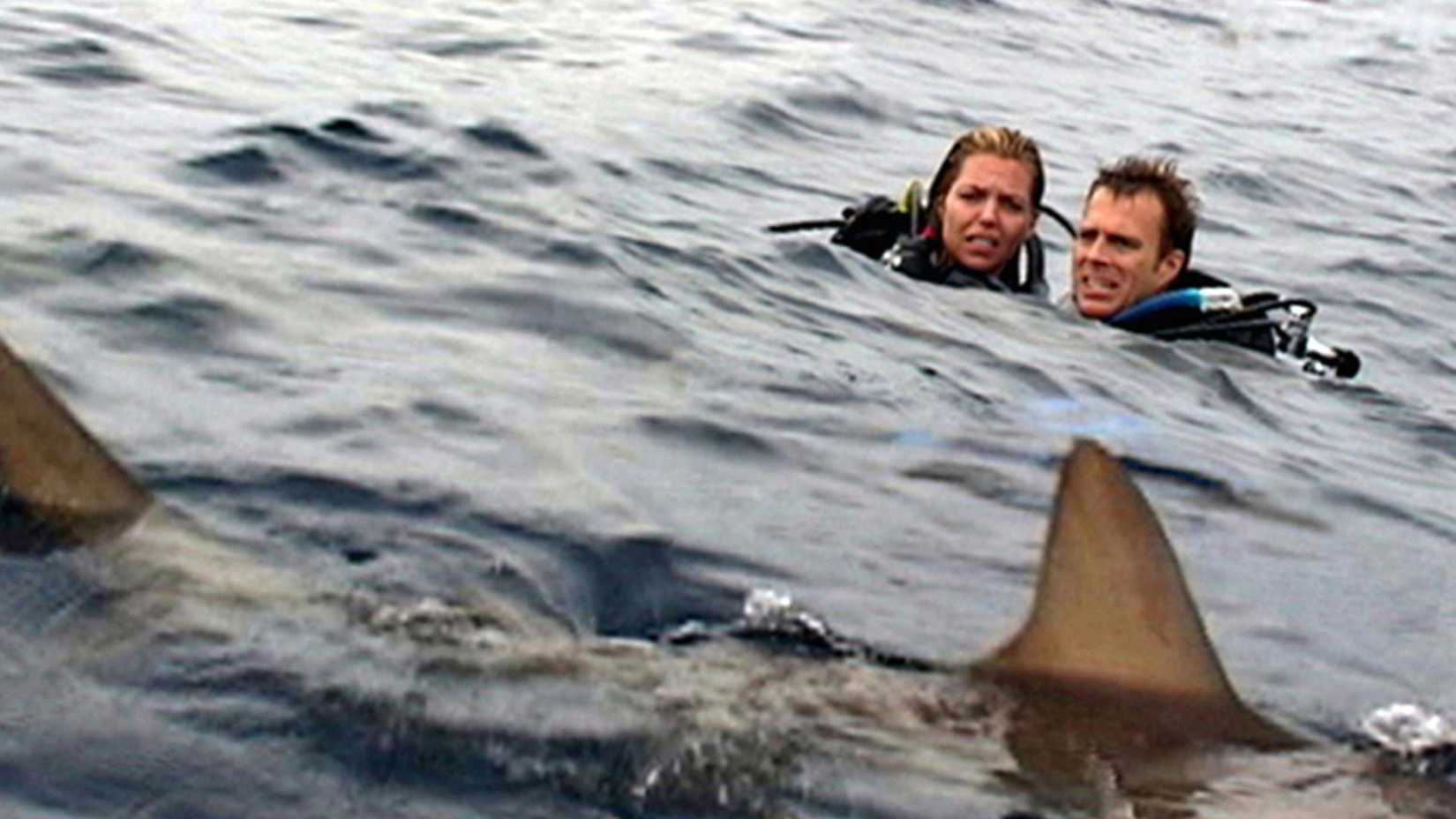 the sharks circling in open water