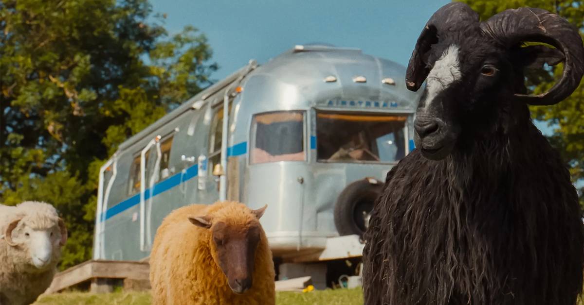 The Sheep Detectives Review: Babe Meets Thursday Murder Club In This  Charming, Lightweight Mystery