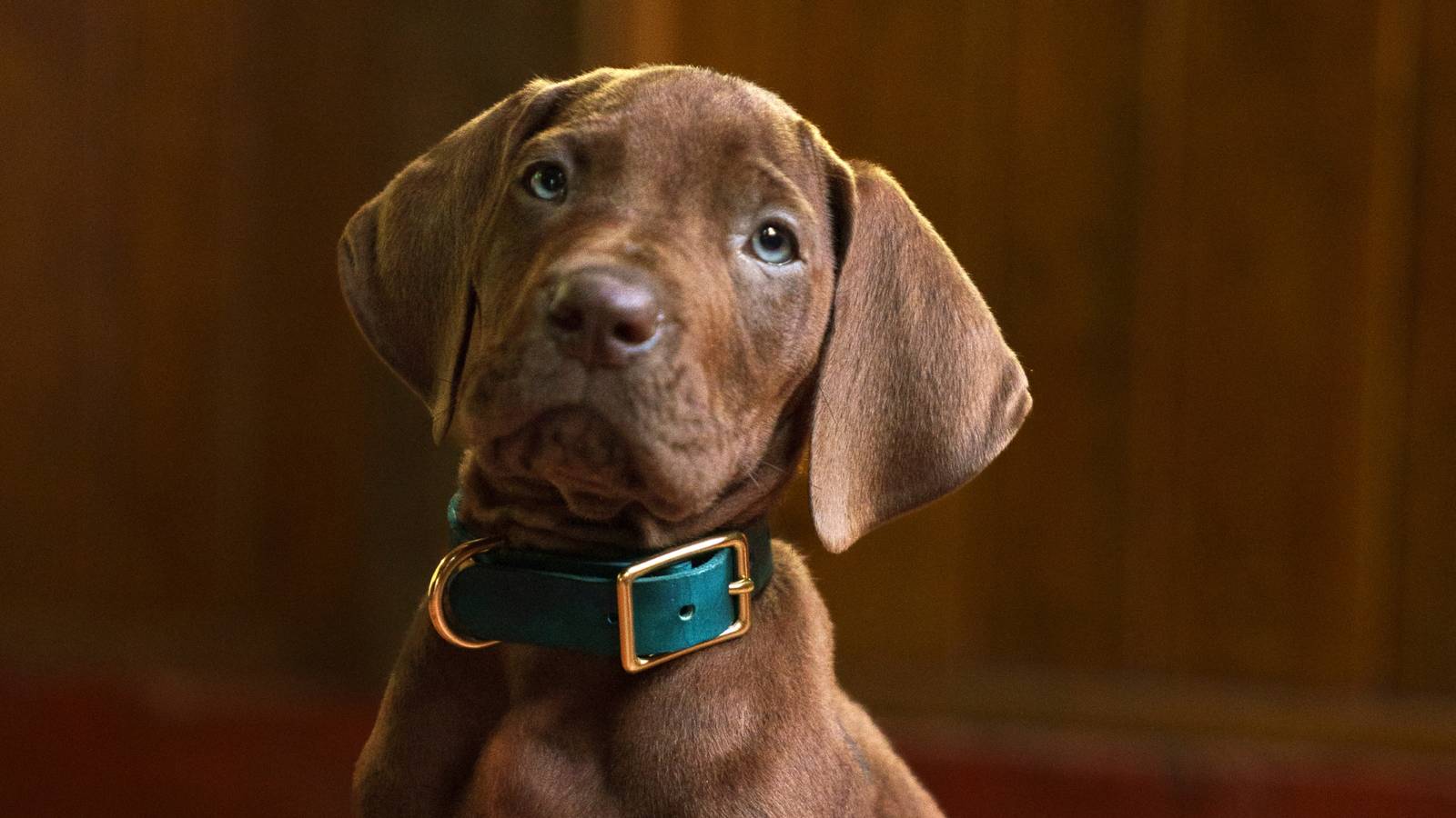 Scooby-Doo & Shaggy Reunite In Netflix's First Teaser Trailer For ...