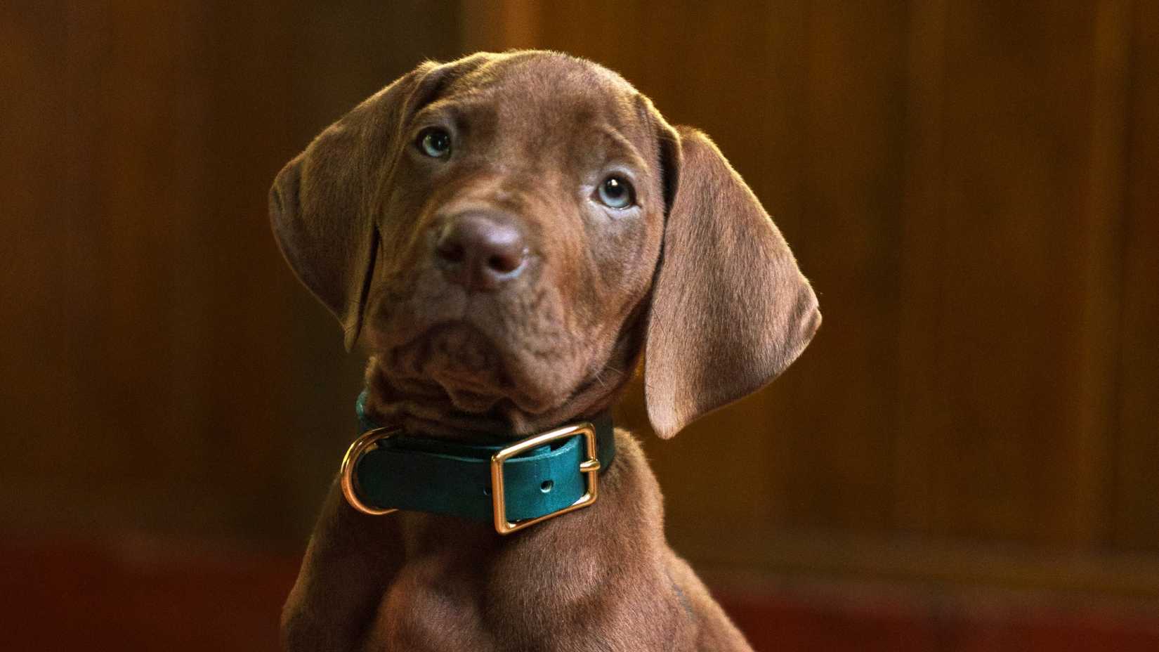 Scooby-Doo: Origins still featuring a deeb brown Great Dane puppy, Scooby-Doo, in a blue collar with gold hardware.