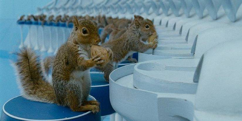 Squirrels sorting nuts in Charlie and the Chocolate Factory