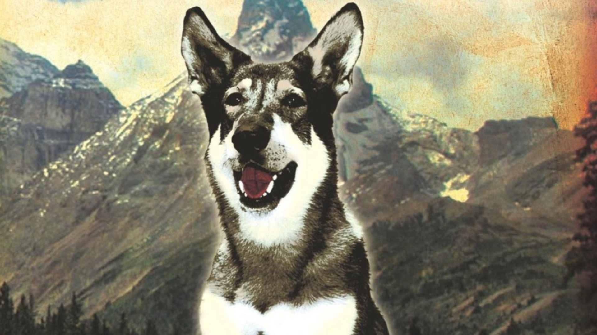 The Littlest Hobo Is Getting An Official Reboot image