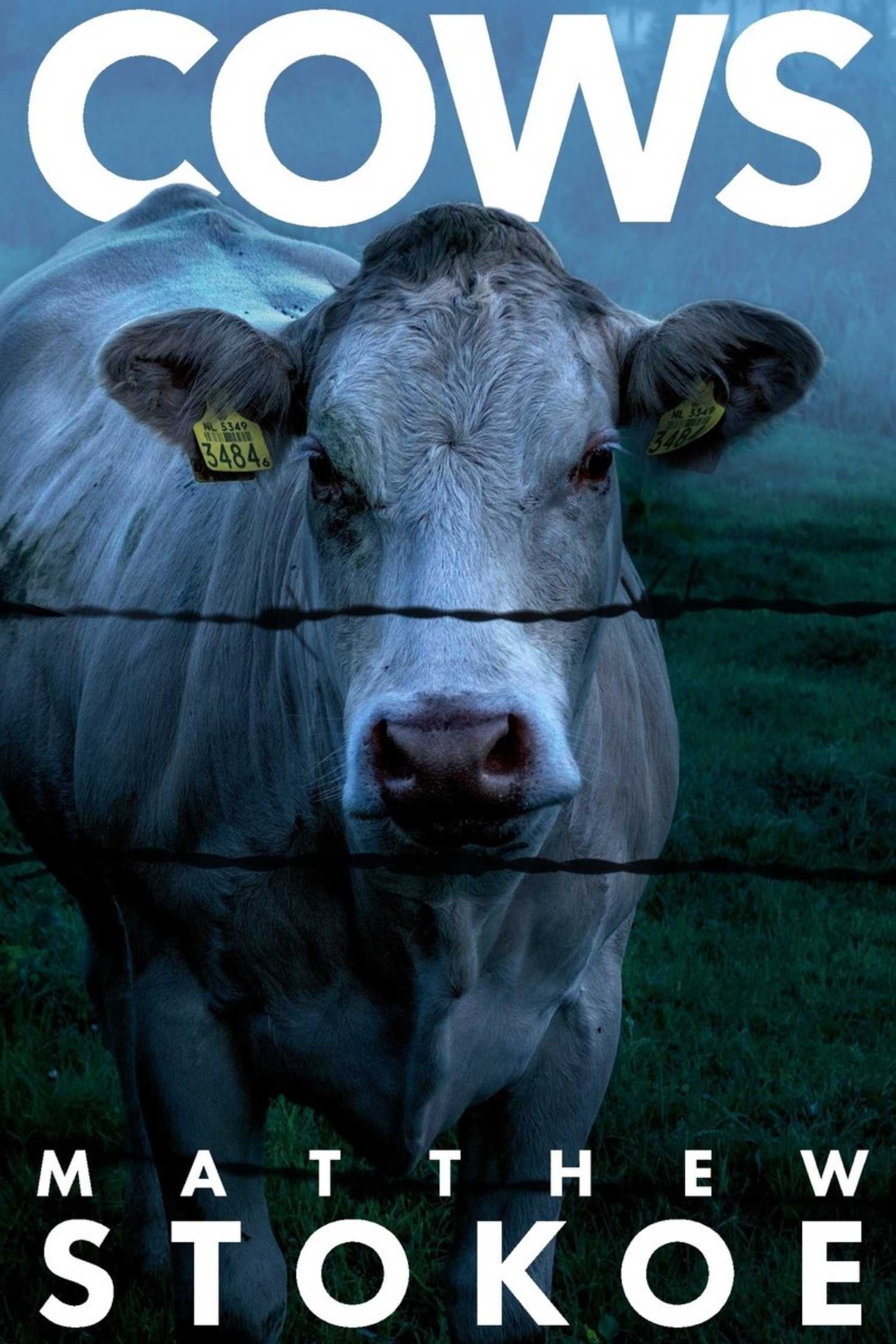 The cover of Cows by Matthew Stokoe