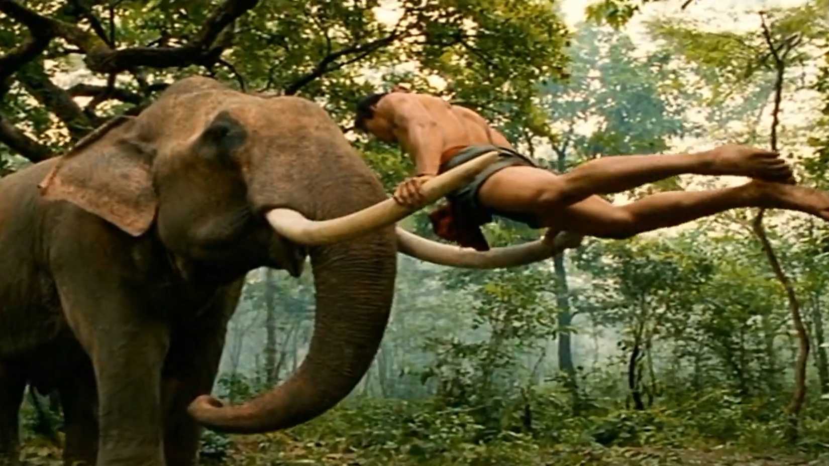 Tony Jaa balancing on an elephants tusks in The Protector