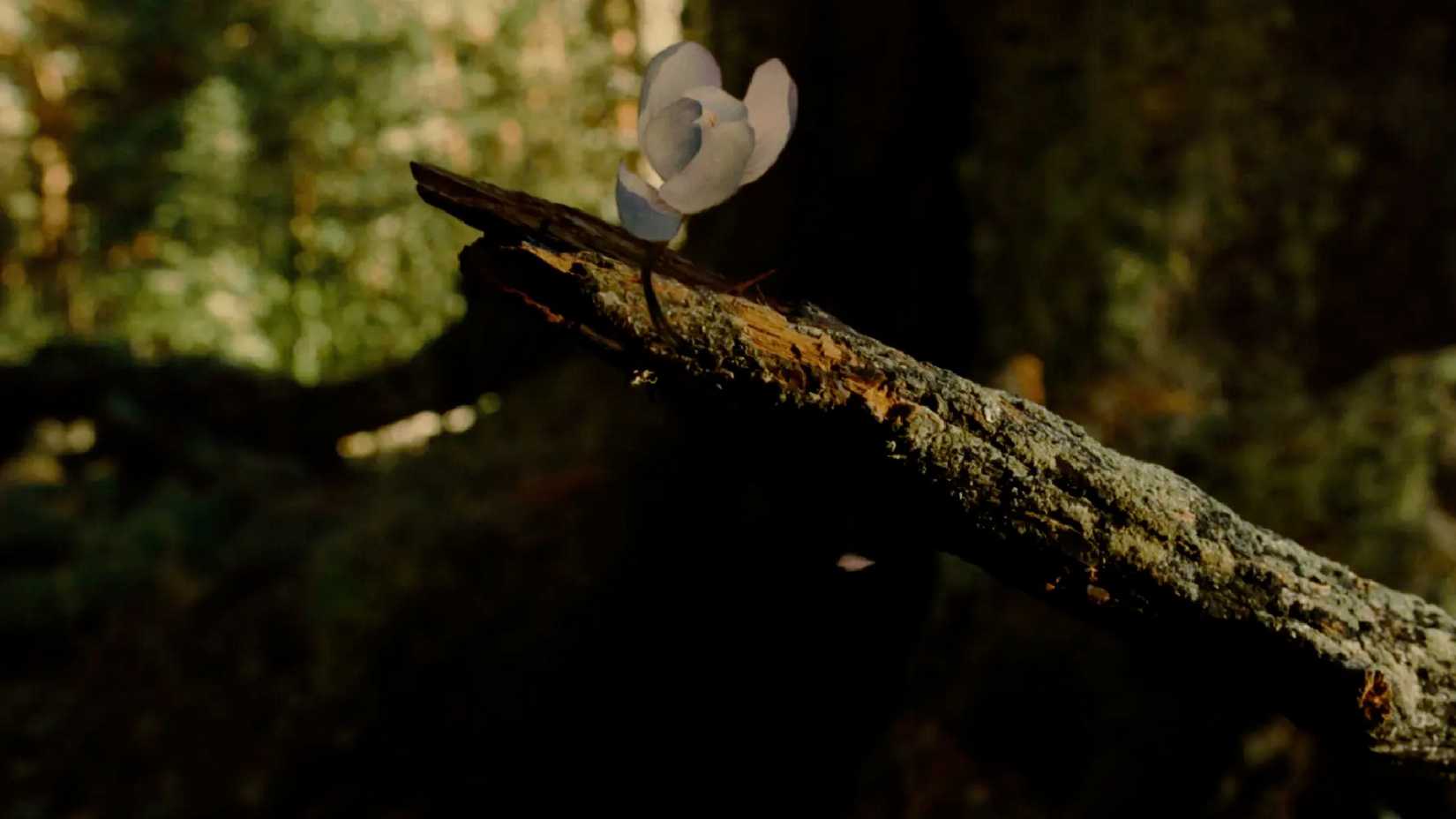 A flower blooms on a tree in Pan's Labyrinth