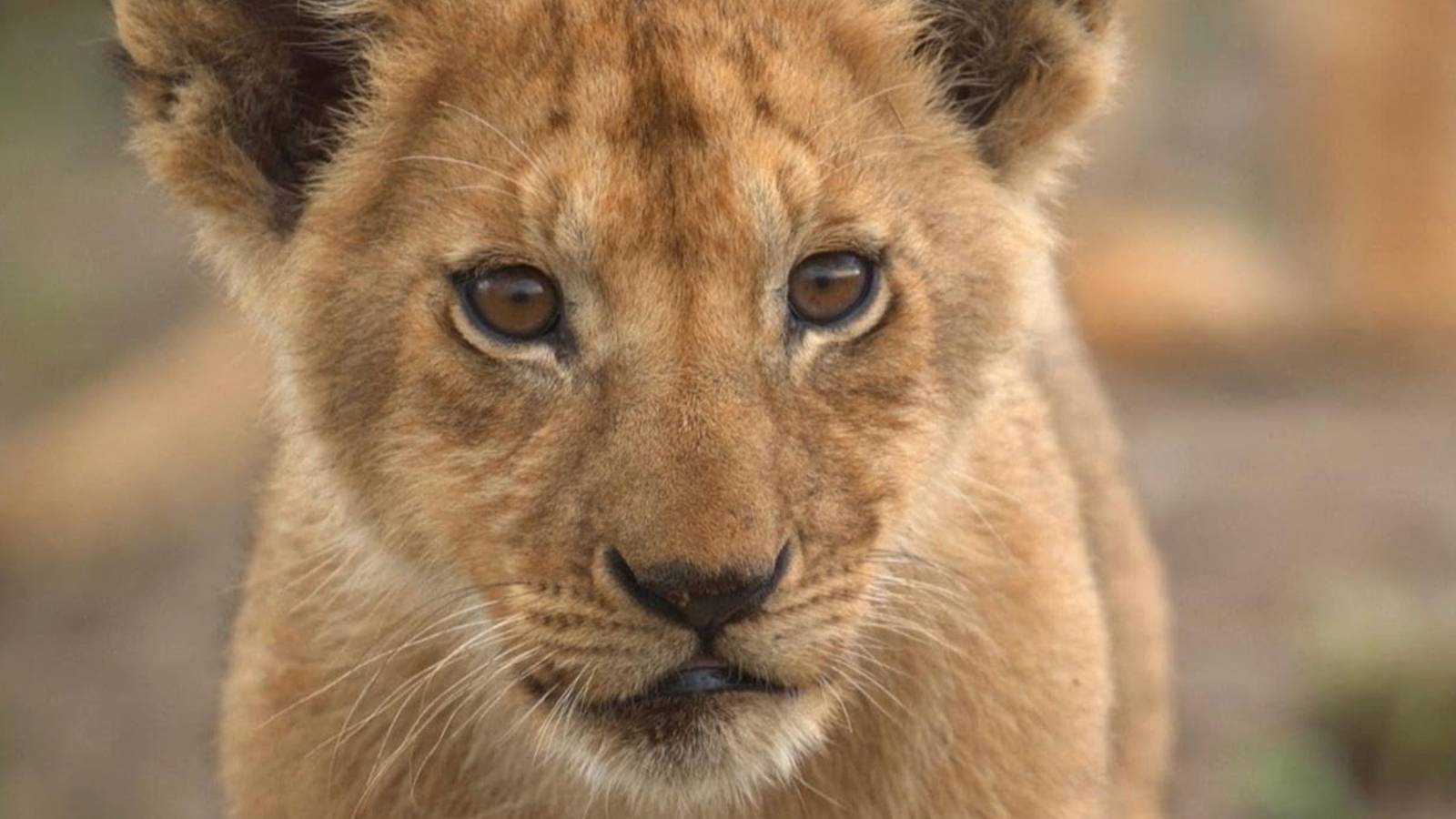 Disney's 'Lion' Natual Documentary Becomes #1 on Disney+ in Two Days