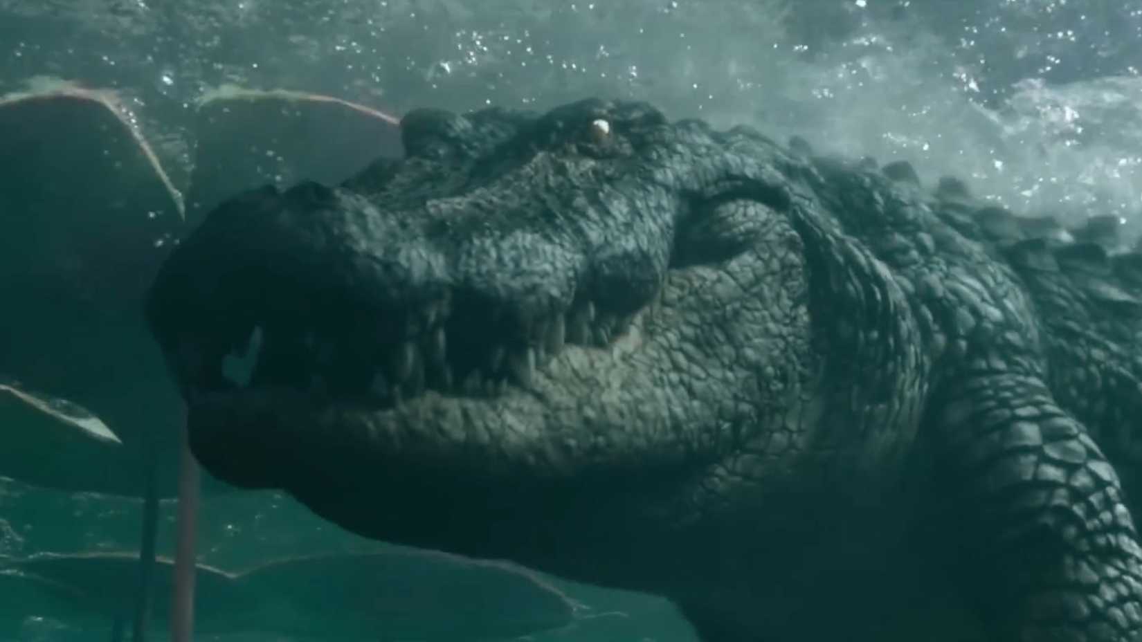 An alligator swimming underwater in Crawl