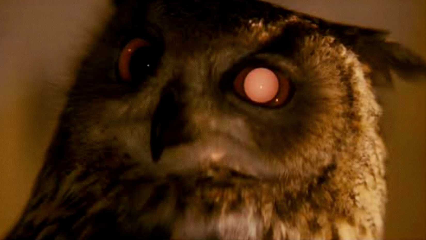 A replicant owl's eyes glow in the Blade Runner movie