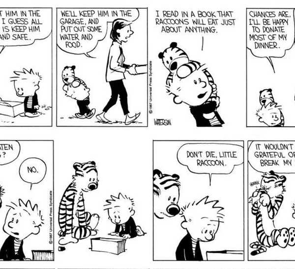Calvin and Hobbes comic strips about the baby raccoon story (parts 3 and 4)