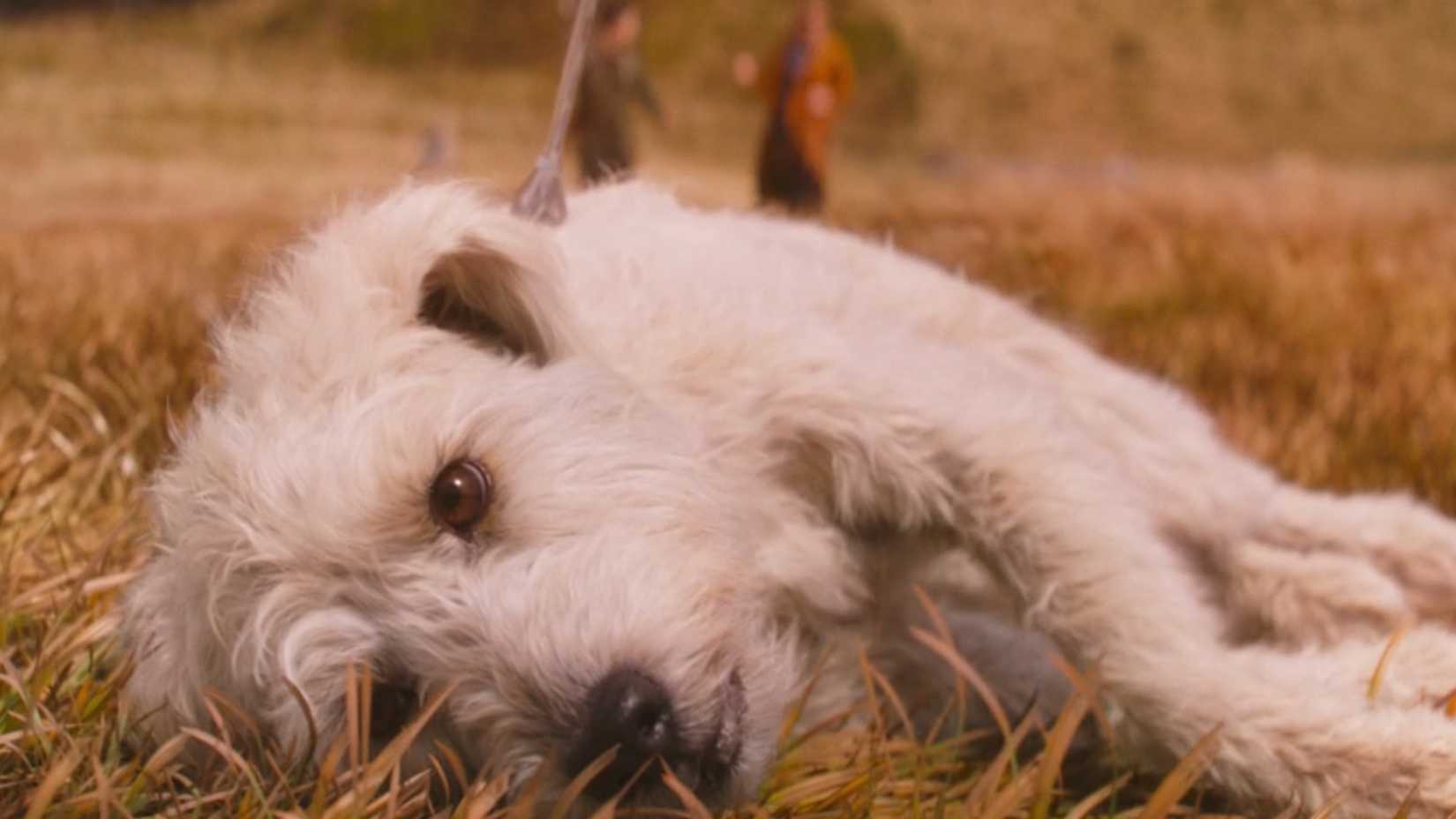 Krypto Poisoned In Supergirl (2026)-1