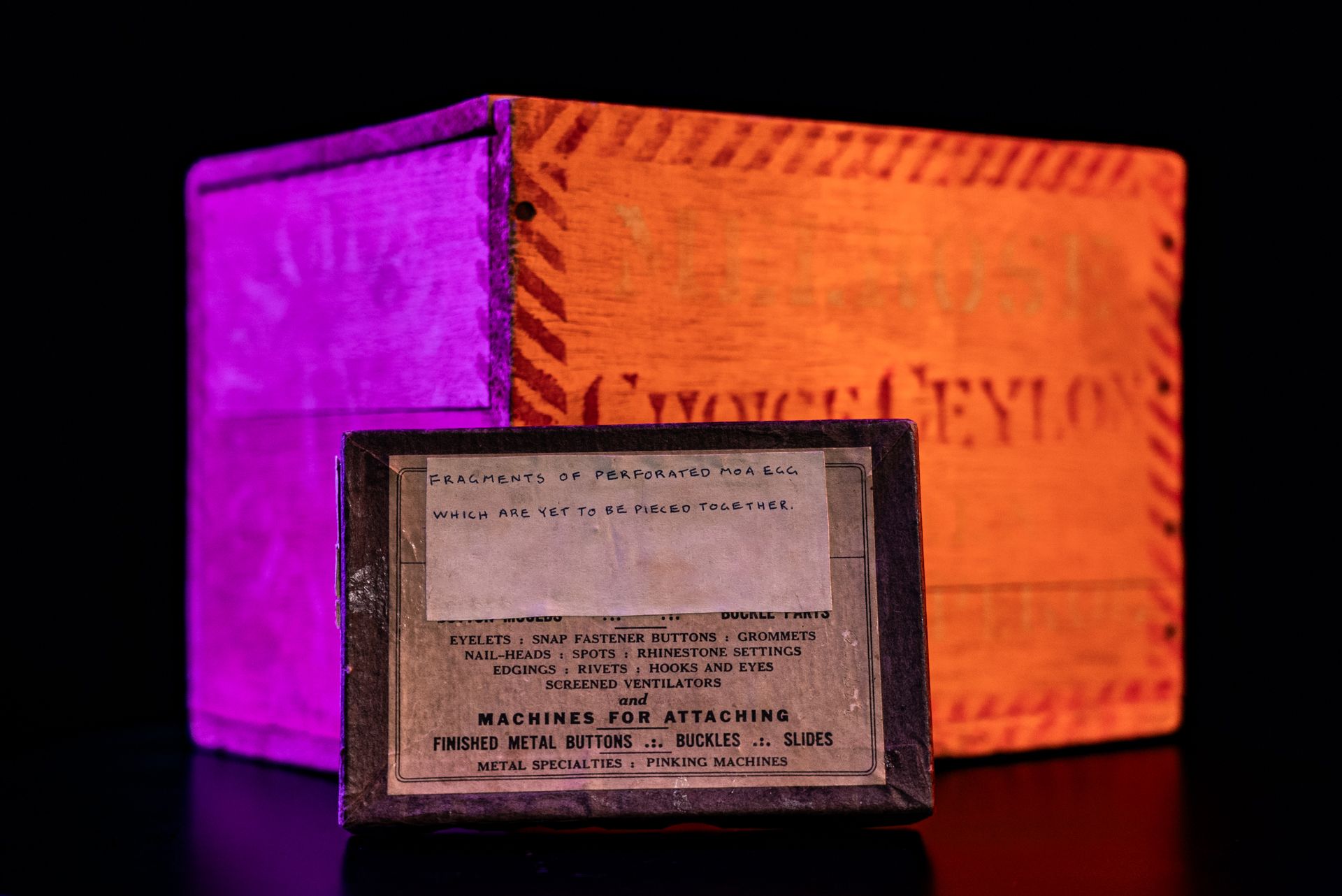Colossal Moa Egg Recovered at auction by Peter Jackson - BOX
