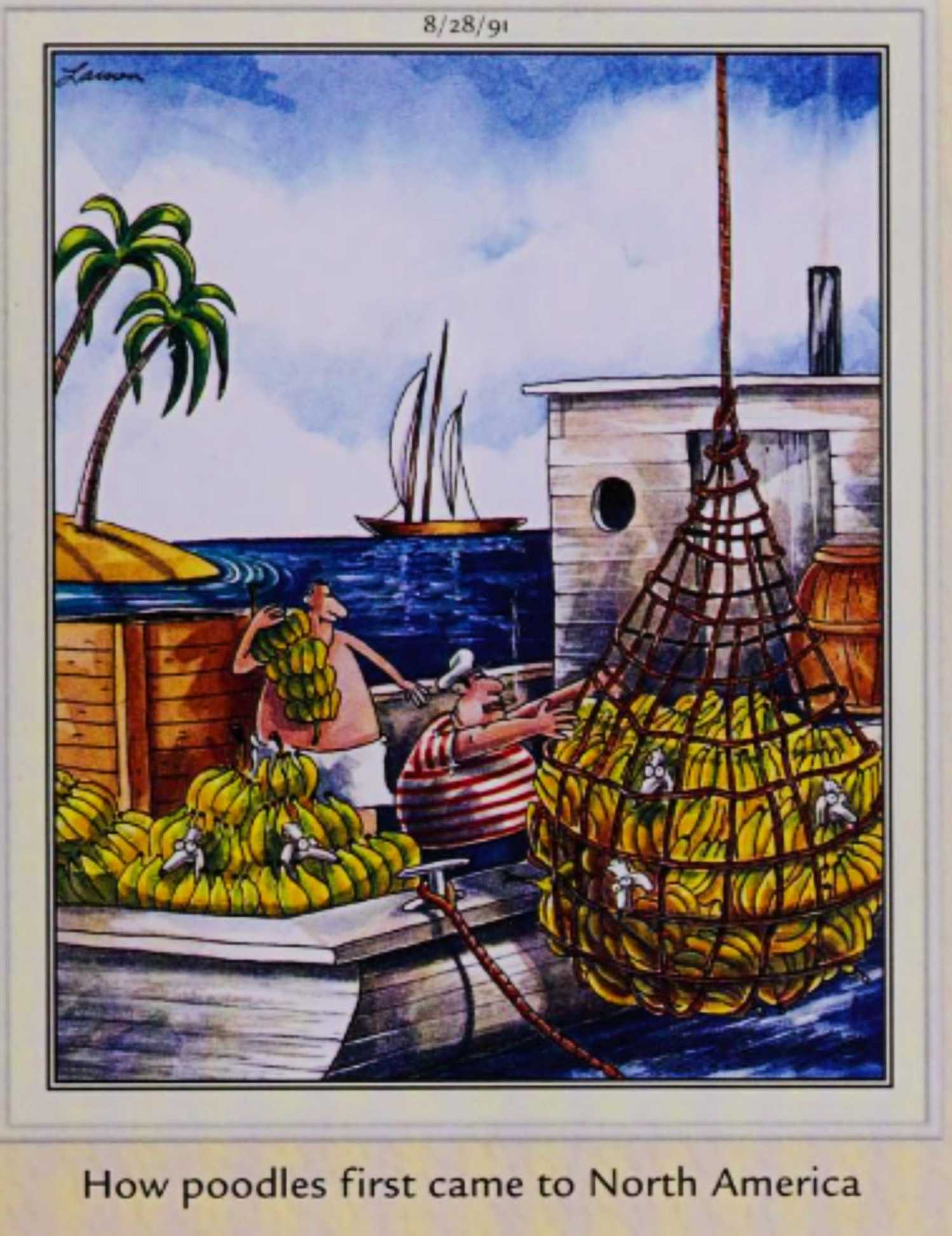 Far side August 28, 1991, poodles come to America in bundles of bananas