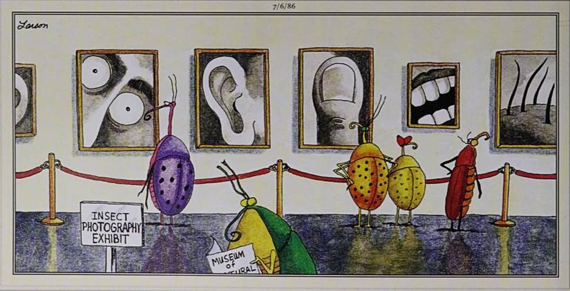 Far Side July 6, 1986, insect museum featuring framed close ups of humans
