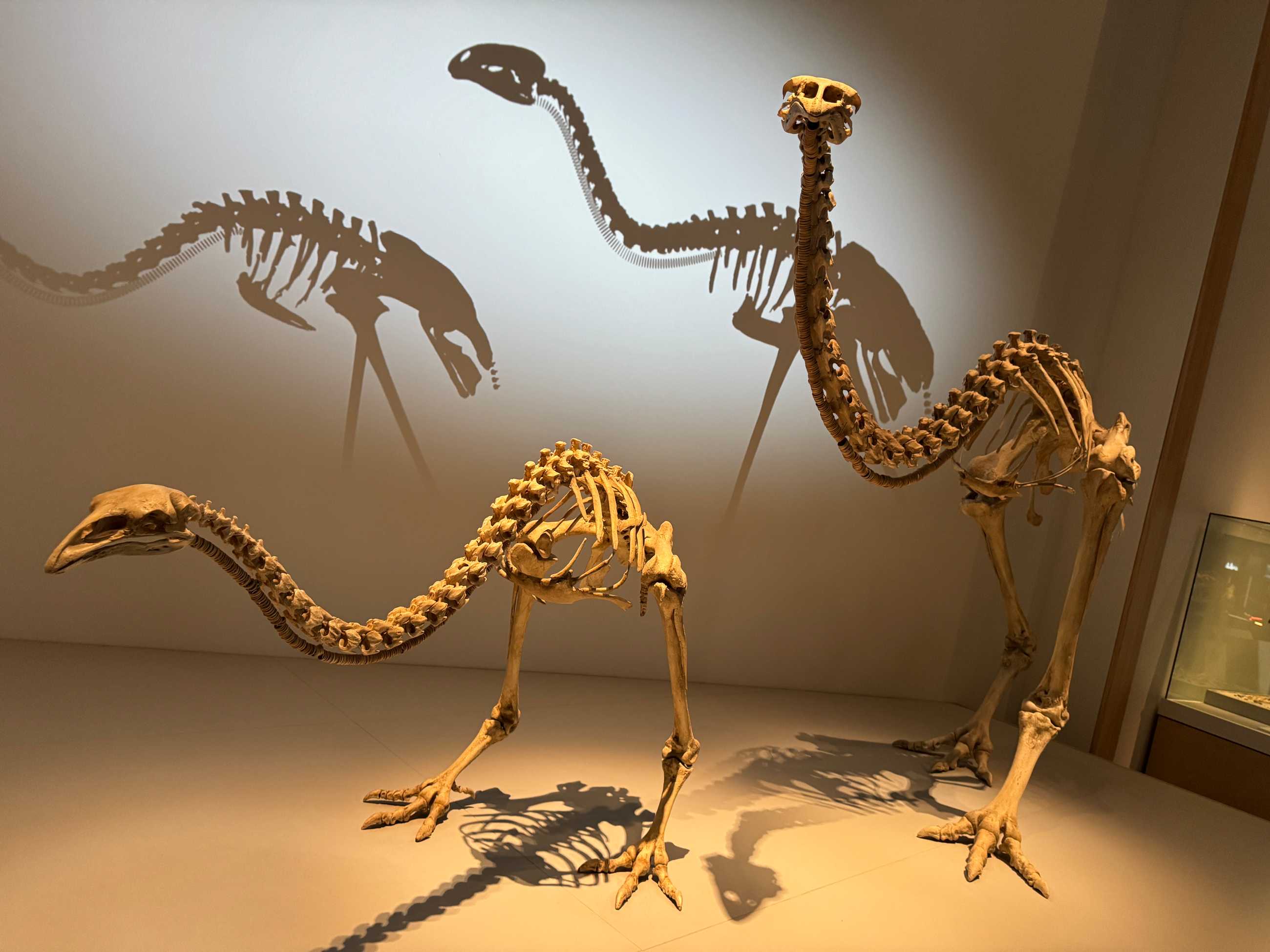 Museum of New Zealand Te Papa Tongarewa in Giant Moa Rob Keyes