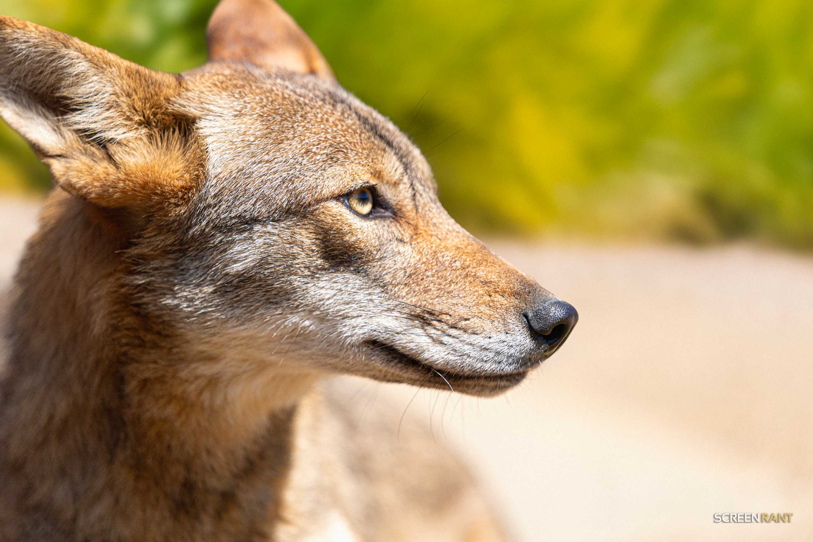 Neka Kayda Red Wolf Clone 1 Year ScreenRant Exclusive 1