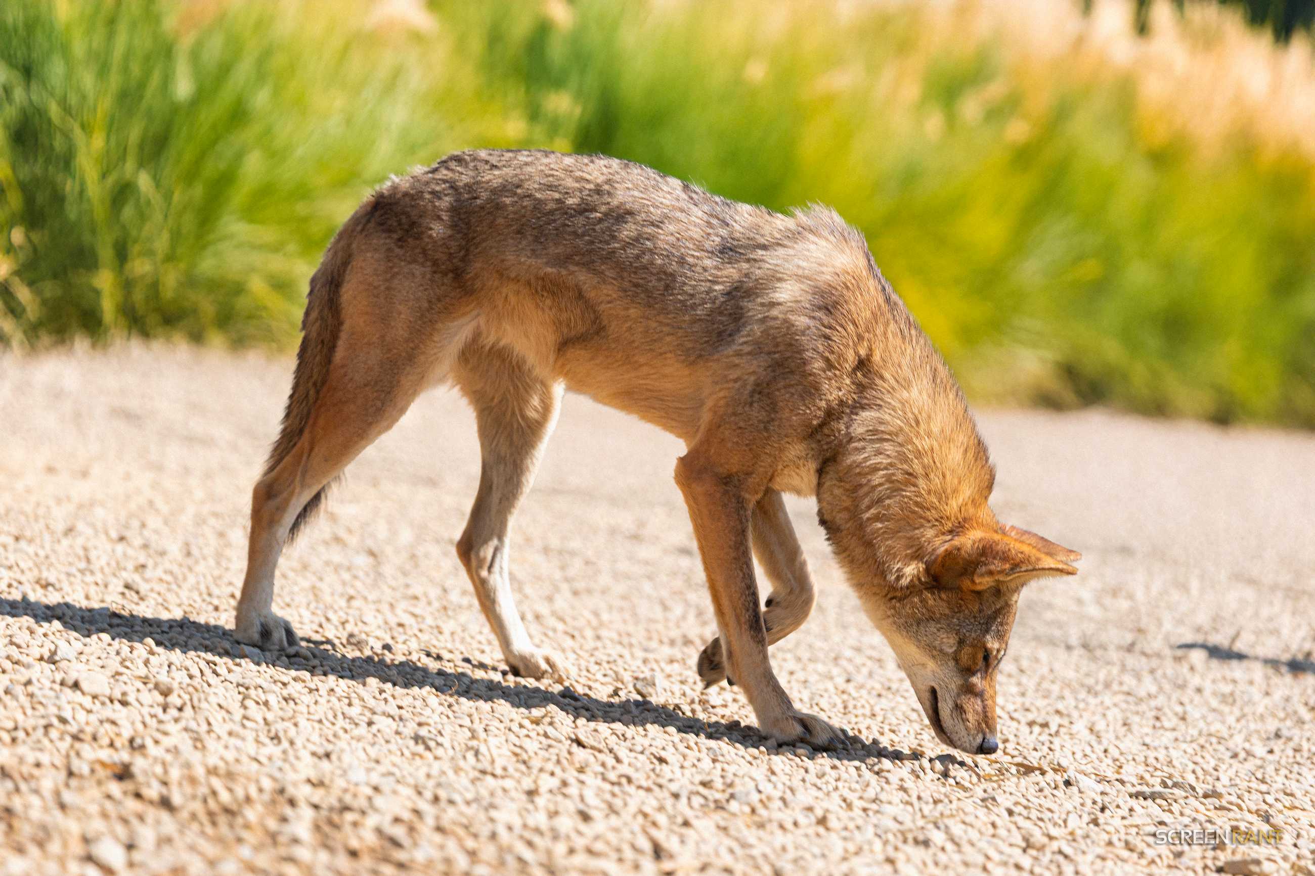 Neka Kayda Red Wolf Clone 1 Year ScreenRant Exclusive 2