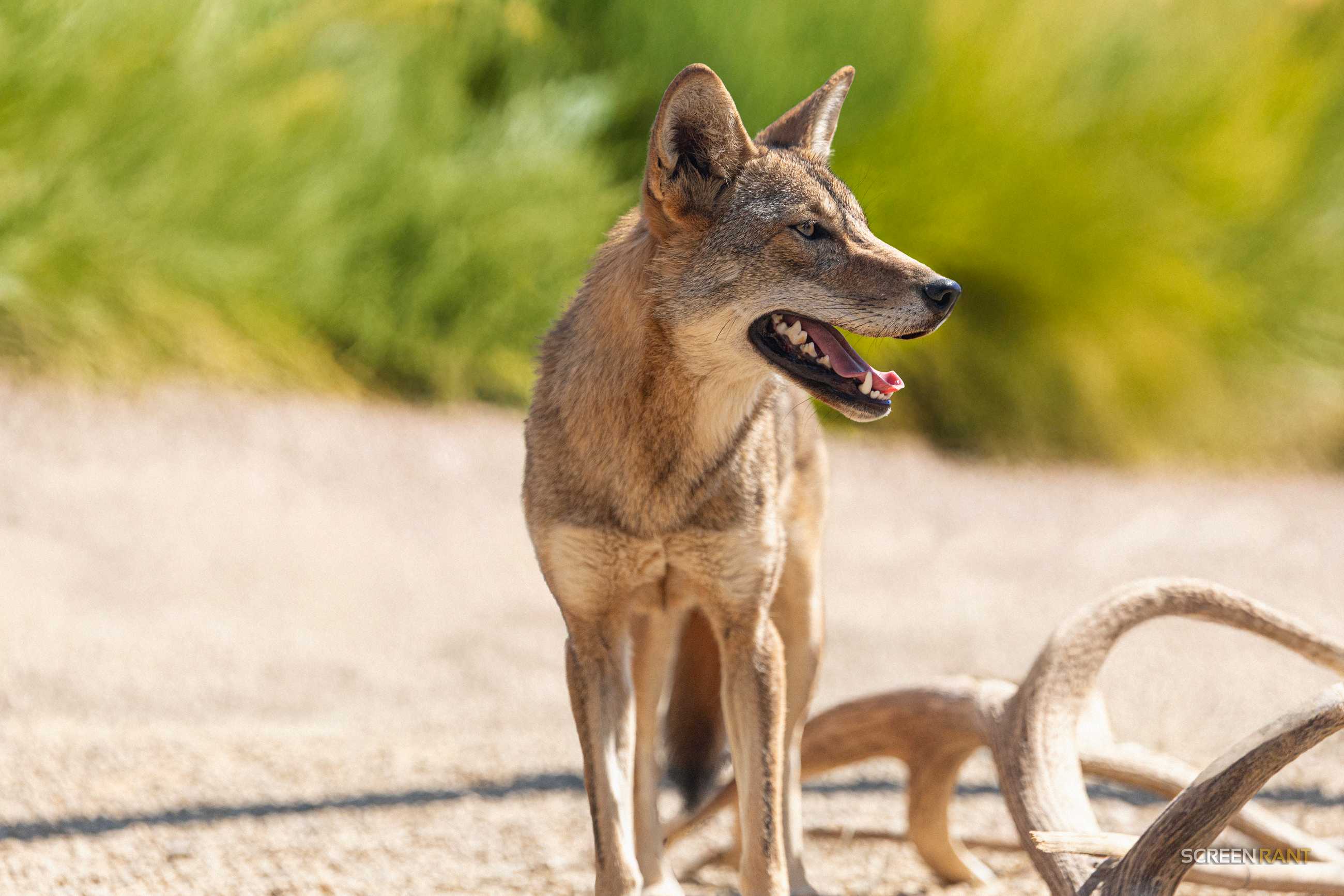 Photos and Update on Neka Kayda, the First Cloned Red Wolf, on Her First Birthday Neka Kayda Red Wolf Clone 1 Year ScreenRant Exclusive 4